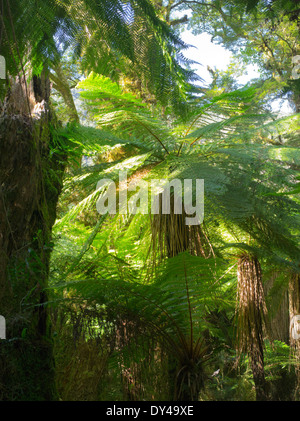 Fougères luxuriantes, des arbres, de la mousse et d'autres végétaux poussent le long de la Haast River et la Route 6, à l'arrêt pour le projet de loi Roaring Falls, à l'Ouest Banque D'Images