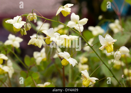 Les fleurs de l'barrenwort, Epimedium x versicolor 'Sulphureum', dans un jardin de Plymouth Banque D'Images