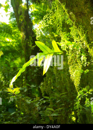 Fougères luxuriantes, des arbres, de la mousse et d'autres végétaux poussent le long de la Haast River et la Route 6, à l'arrêt pour le projet de loi Roaring Falls, à l'Ouest Banque D'Images