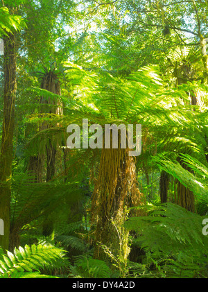 Fougères luxuriantes, des arbres, de la mousse et d'autres végétaux poussent le long de la Haast River et la Route 6, à l'arrêt pour le projet de loi Roaring Falls, à l'Ouest Banque D'Images