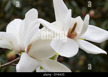 Grandes fleurs blanches de Magnolia 'David Clulow' dans un jardin de Cornouailles Banque D'Images