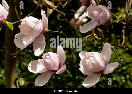 Fleurs du petit arbre Magnolia 'Iolanthe' dans un jardin de Cornouailles Banque D'Images