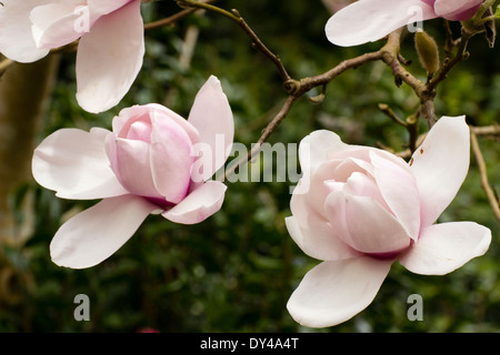 Fleurs du petit arbre Magnolia 'Iolanthe' dans un jardin de Cornouailles Banque D'Images