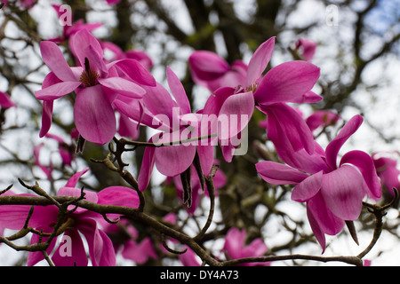 Fleurs de printemps la masse la floraison Magnolia sprengeri var diva 'Lanhydrock' Banque D'Images