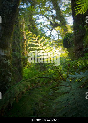Fougères luxuriantes, des arbres, de la mousse et d'autres végétaux poussent le long de la Haast River et la Route 6, à l'arrêt pour le projet de loi Roaring Falls, à l'Ouest Banque D'Images