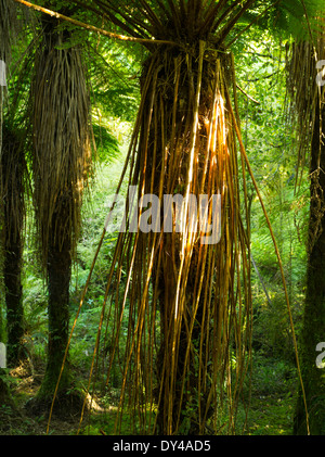 Fougères luxuriantes, des arbres, de la mousse et d'autres végétaux poussent le long de la Haast River et la Route 6, à l'arrêt pour le projet de loi Roaring Falls, à l'Ouest Banque D'Images