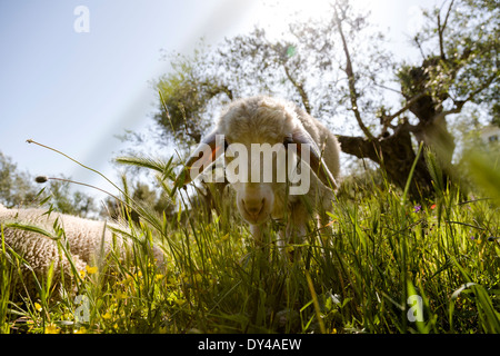 Moutons dans la prairie, Péloponnèse, Grèce, Europe. Banque D'Images