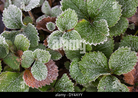 Fragaria. Feuilles de fraisier couvert de gel en hiver. Banque D'Images