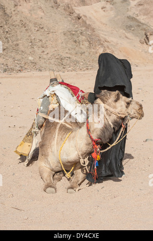 Vieille femme bédouine égyptienne traditionnelle avec un dromadaire dans le désert de l'Est Banque D'Images