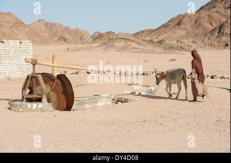 Bédouin traditionnel égyptien fille avec un village de travail de l'âne volant de l'eau dans l'est désert Banque D'Images