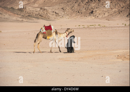Ancienne égyptienne traditionnelle bédouine à marcher avec un dromadaire dans le désert de l'Est Banque D'Images