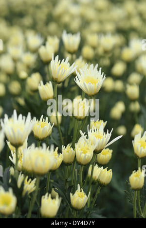 Des chrysanthèmes blancs petites fleurs dans le jardin Banque D'Images