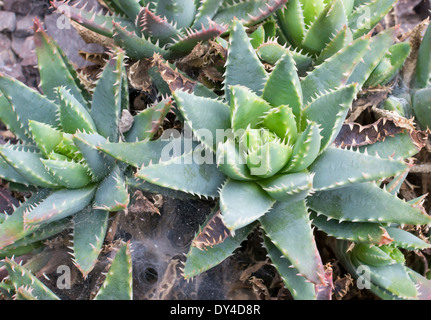 Avec aloès - Aloe brevifolia laisse courte. Aloe brevifolia sur le terrain. Banque D'Images