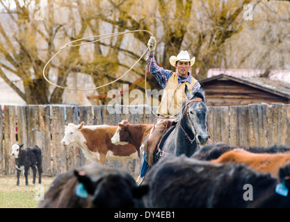 À cheval cow-boy lasso une vache au printemps marque Everett ranch près de Salida, Colorado, USA Banque D'Images