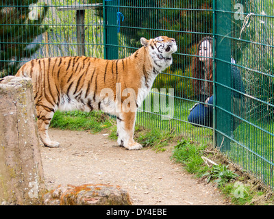 Aysha le Tigre accueille photographe de la faune et de naturalistes à l'Megan McCubbins Isle of Wight Zoo, Sandown, Royaume-Uni Banque D'Images