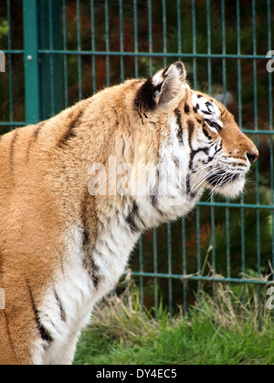 Aysha, un tigre en captivité à hébergement multiple l'île de Wight zoo, Sandown, Angleterre Banque D'Images