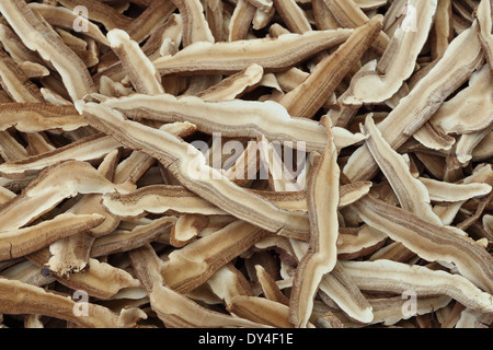 Champignons Lingzhi séchées Banque D'Images