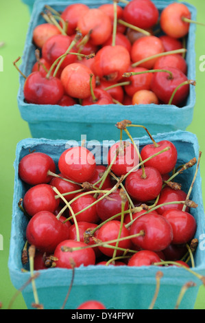 Les cerises en vente au marché de fermiers Banque D'Images