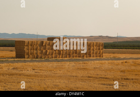 Soir lumière dorée dans les champs de foin coupé, bales stacked élevé, prix pour le texte. Banque D'Images