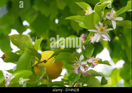 Zitrone am Baum - citron sur tree 10 Banque D'Images