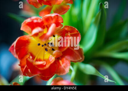 Berlin, Allemagne. 07Th avr, 2014. Les tulipes fleurissent à Berlin, Allemagne, 07 avril 2014. Photo : Maurizio Gambarini/dpa/Alamy Live News Banque D'Images