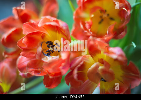 Berlin, Allemagne. 07Th avr, 2014. Tulipps blossom à Berlin, Allemagne, 07 avril 2014. Photo : Maurizio Gambarini/dpa/Alamy Live News Banque D'Images