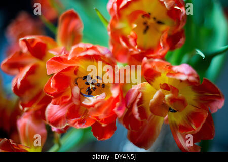 Berlin, Allemagne. 07Th avr, 2014. Les tulipes fleurissent à Berlin, Allemagne, 07 avril 2014. Photo : Maurizio Gambarini/dpa/Alamy Live News Banque D'Images