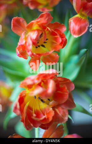 Berlin, Allemagne. 07Th avr, 2014. Les tulipes fleurissent à Berlin, Allemagne, 07 avril 2014. Photo : Maurizio Gambarini/dpa/Alamy Live News Banque D'Images