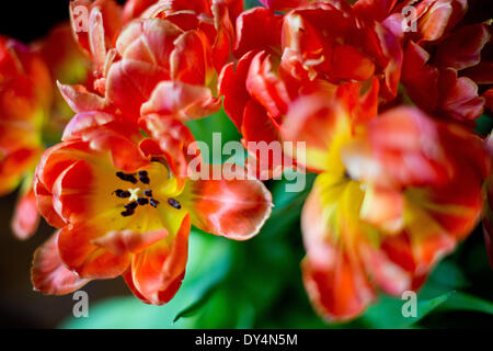 Berlin, Allemagne. 07Th avr, 2014. Les tulipes fleurissent à Berlin, Allemagne, 07 avril 2014. Photo : Maurizio Gambarini/dpa/Alamy Live News Banque D'Images