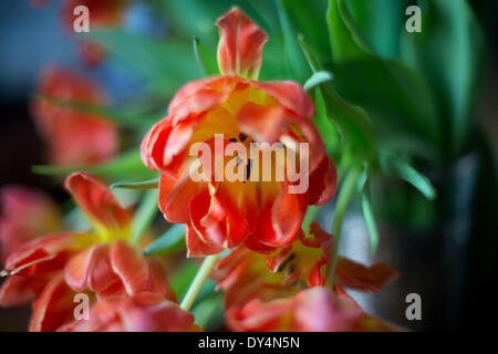 Berlin, Allemagne. 07Th avr, 2014. Les tulipes fleurissent à Berlin, Allemagne, 07 avril 2014. Photo : Maurizio Gambarini/dpa/Alamy Live News Banque D'Images