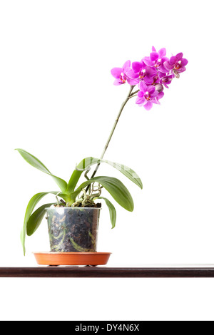 Orchidée fleur rose domestique en pot isolé sur fond blanc Banque D'Images