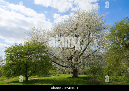 Hill 60 world war 1 paysage Banque D'Images