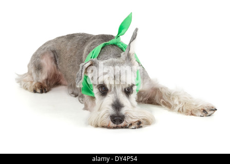 Mignon schnauzer nain isolé sur fond blanc Banque D'Images