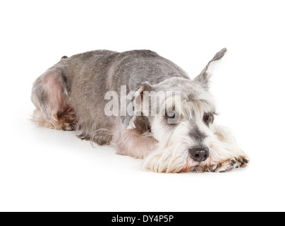 Mignon schnauzer nain isolé sur fond blanc Banque D'Images