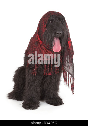 Black Russian Terrier (BRT ou chien de Staline) isolé sur fond blanc Banque D'Images