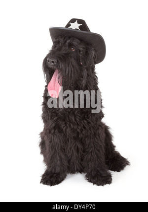 Black Russian Terrier (BRT ou chien de Staline) isolé sur fond blanc Banque D'Images