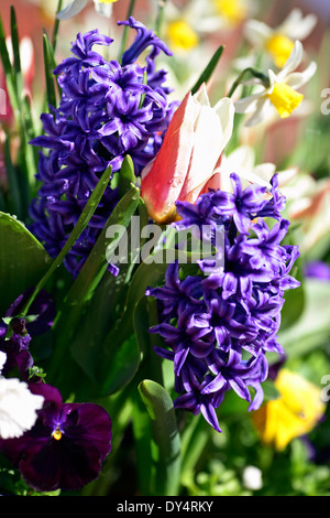 Jacinthe bleu ornent cette image, tout doucement inondé de rosée matinale et baigné de soleil. Banque D'Images