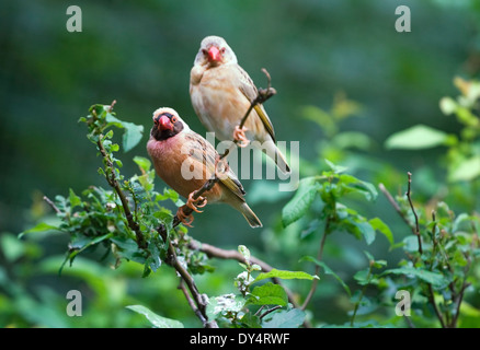 Deux queleas à bec rouge assis dans un buisson Banque D'Images