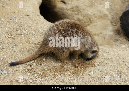 Meerkat creuser un trou dans la terre Banque D'Images