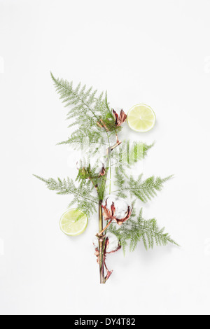 Studio shot of a organisé des fruits et des fleurs Banque D'Images