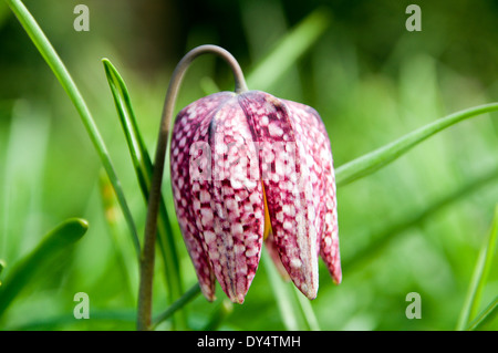 Tête de serpents Fritillary fleur, Bute Park, Cardiff, Pays de Galles. Banque D'Images