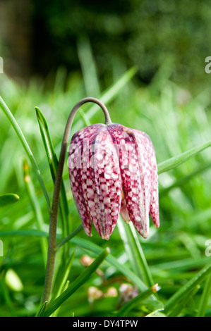 Tête de serpents Fritillary fleur, Bute Park, Cardiff, Pays de Galles. Banque D'Images