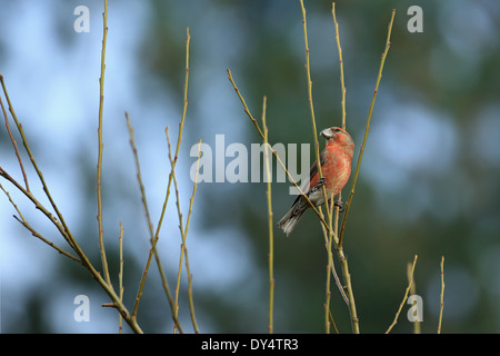 Bec-croisé des sapins (Loxia pytyopsittacus Parrot) Banque D'Images