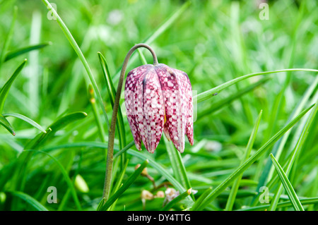 Tête de serpents Fritillary fleur, Bute Park, Cardiff, Pays de Galles. Banque D'Images