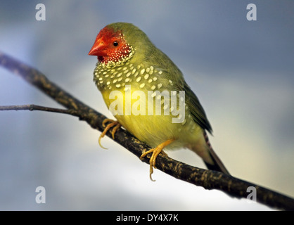 Star Finch (bathilda ruficauda) Banque D'Images