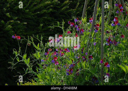 Lathyrus odoratus Cupani (pois) growing up hazel prend en charge (8592) Banque D'Images