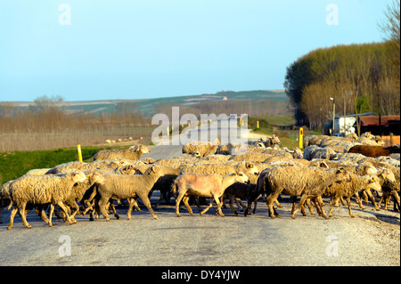 Les moutons qui traversent la route en campagne d'Edirne Turquie Banque D'Images