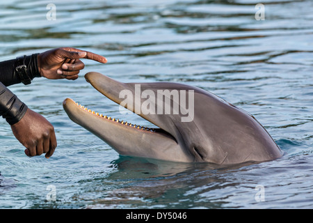 Atlantis Resort & Casino Dolphin Cay Paradise Island Nassau, Bahamas. Banque D'Images