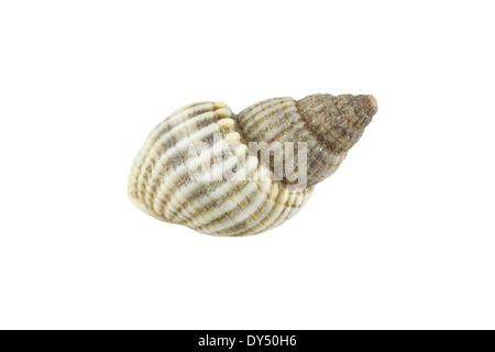 Coquilles de mer isolé sur fond blanc. Banque D'Images