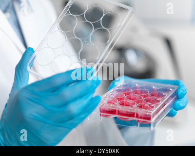 La recherche sur les cellules souches. Close up of female scientist examining cell cultures dans le bac multi-puits Banque D'Images